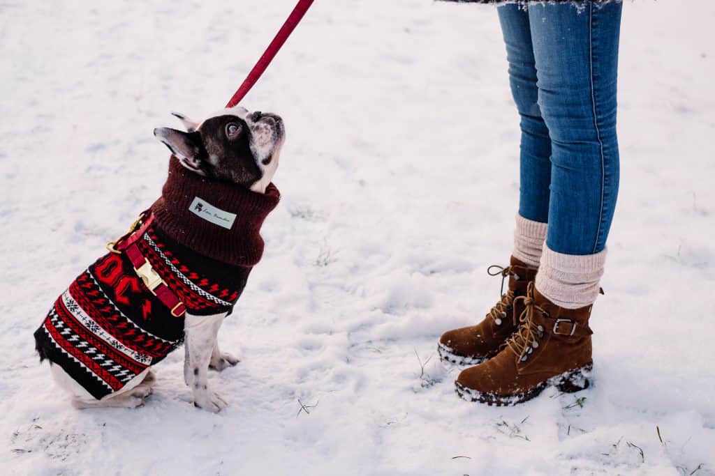 Personalizzazione di articoli per animali domestici,etichetta nome personalizzata